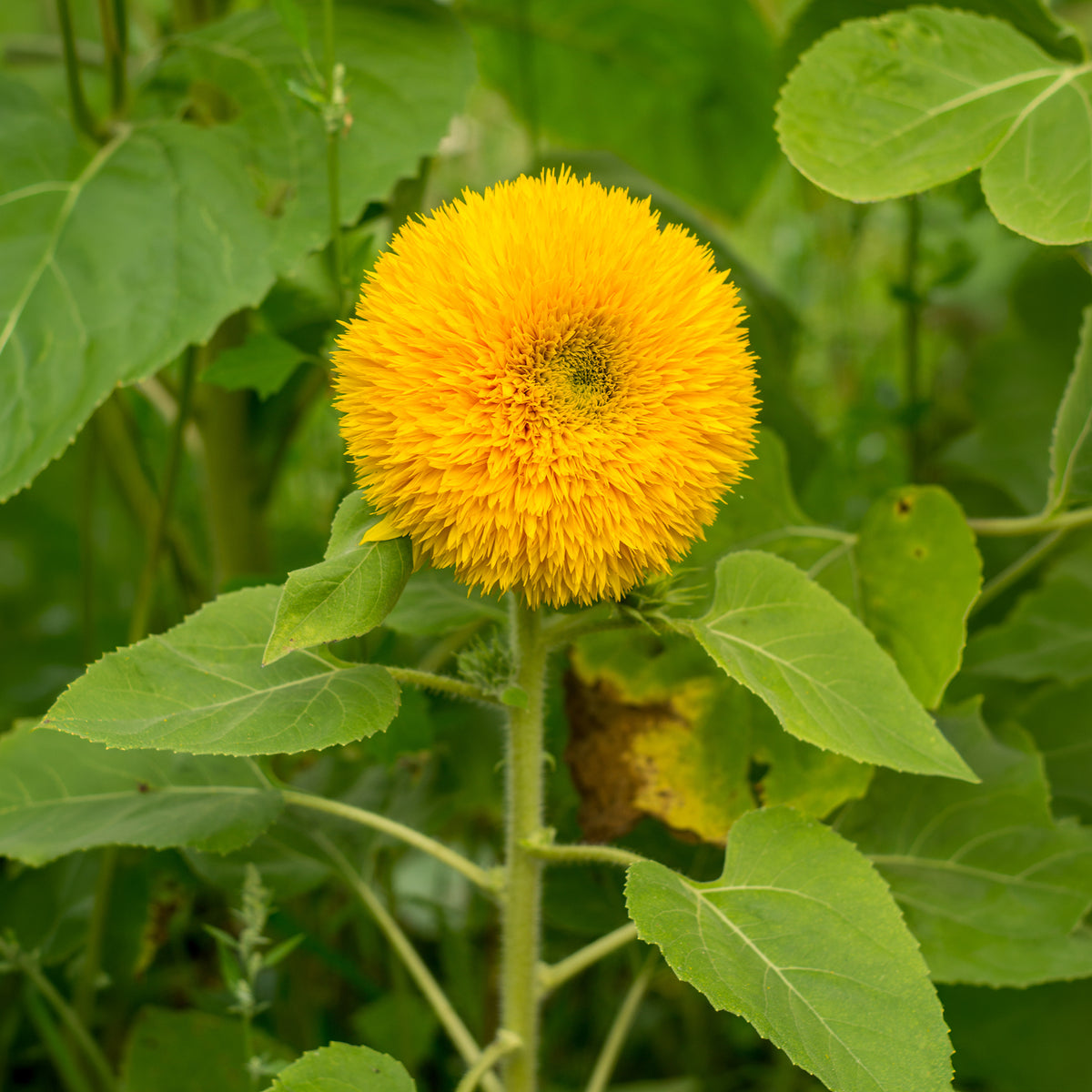 Tournesol à fleur double naine Teddy Bear - Helianthus annuus teddy bear - Bakker