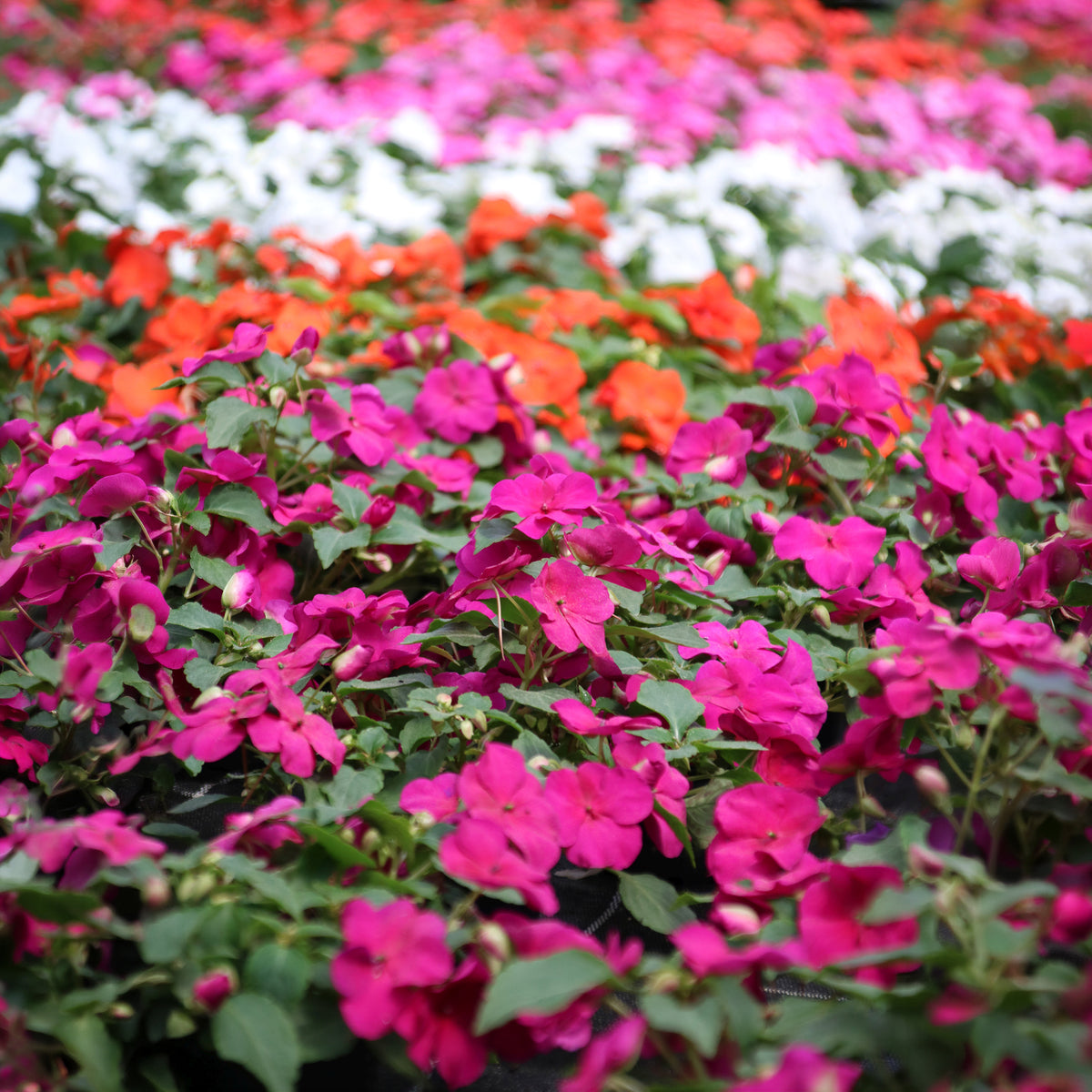 Impatiens du sultan Colour Cocktail en mélange - Impatiens walleriana - Bakker