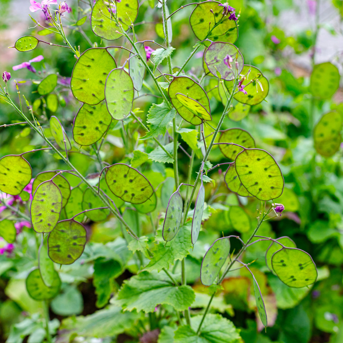Lunaria biennis annua - Lunaire annuelle - Monnaie du pape en mélange - Graines de fleurs pour massifs et bordures
