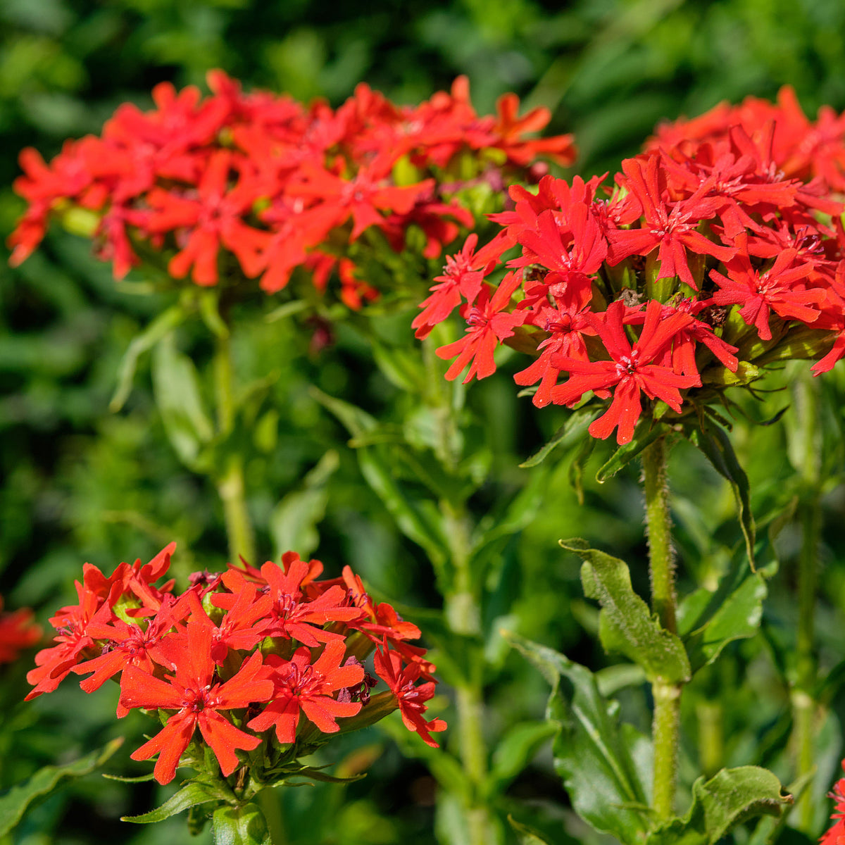 Lychnis chalcedonica - Croix de Jérusalem - Graines de fleurs pour massifs et bordures