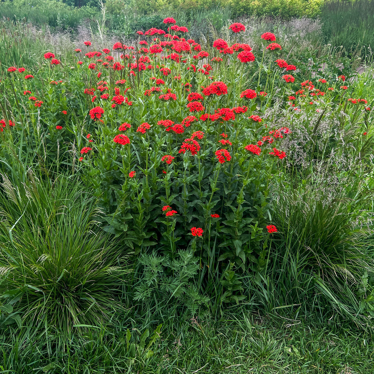 Vente Croix de Jérusalem - Lychnis chalcedonica