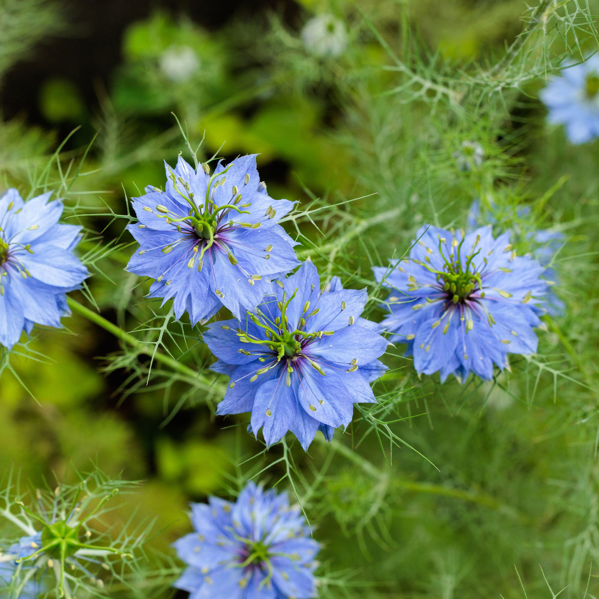 Nigelle de Damas Miss Jekyll Blue - Bakker