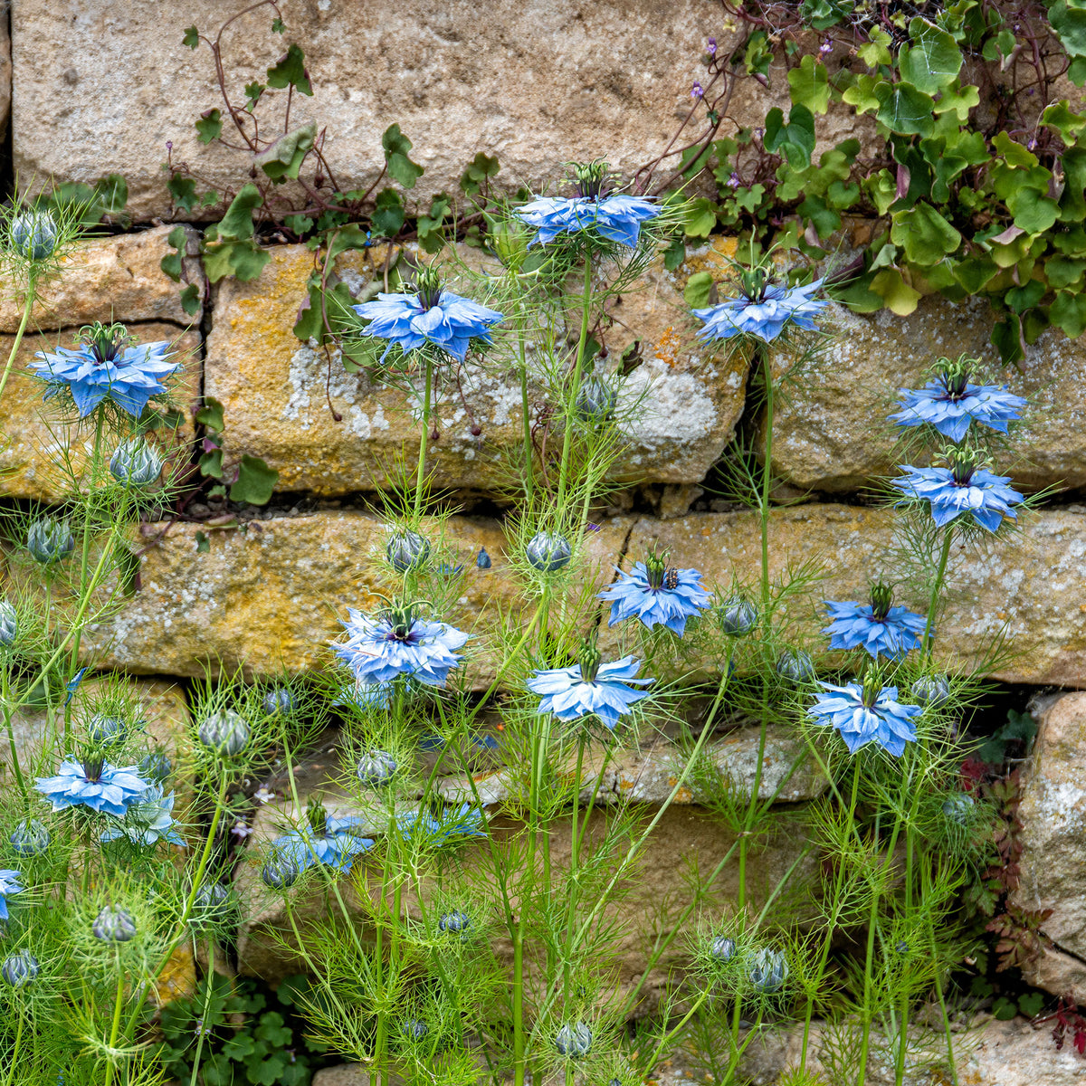 Nigelle de Damas Miss Jekyll Blue - Nigella damascena - Bakker