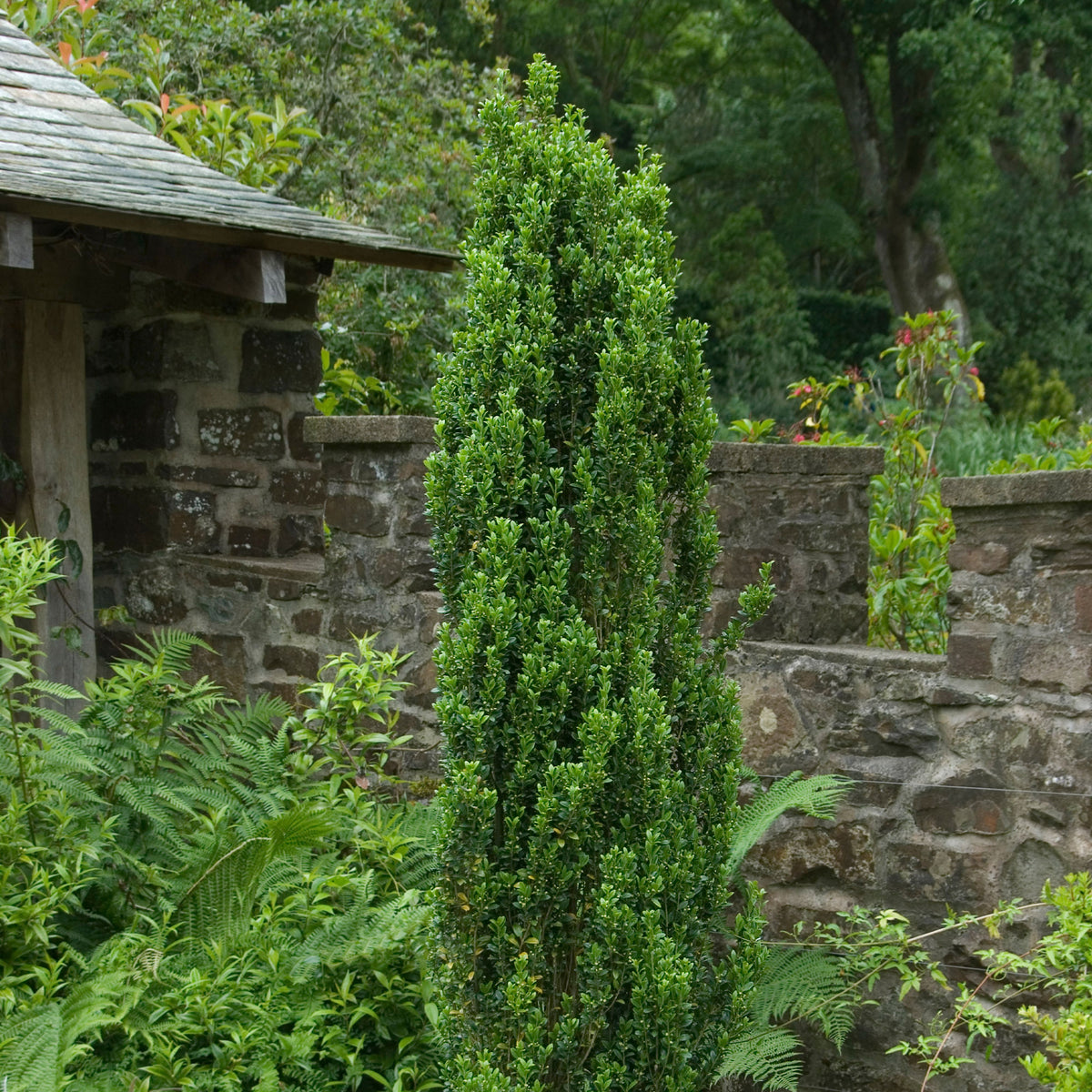 Houx crénelé Fastigiata - Ilex crenata fastigiata - Bakker