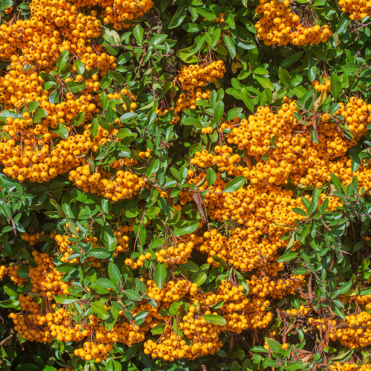 Buisson ardent Saphyr® Orange Cadange - Pyracantha - Pyracantha saphyr ® orange cadange - Bakker