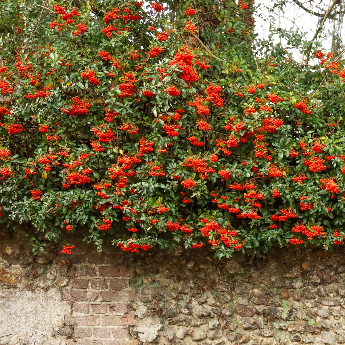 Buisson ardent Saphyr® Rouge Cadrou - Pyracantha - Pyracantha saphyr ® rouge'cadrou' - Bakker