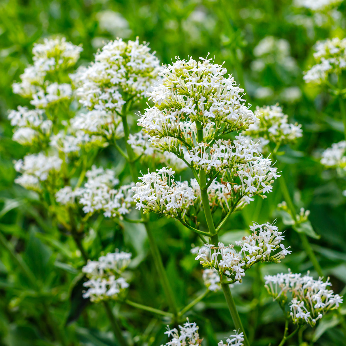 Valériane blanche - Centranthus ruber albus - Bakker
