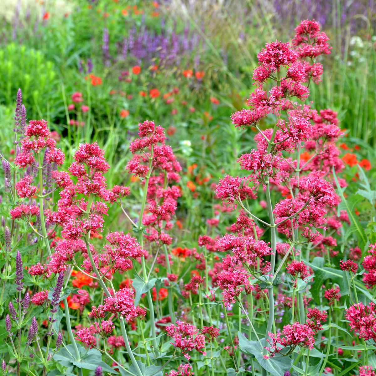 3 Valérianes rouges