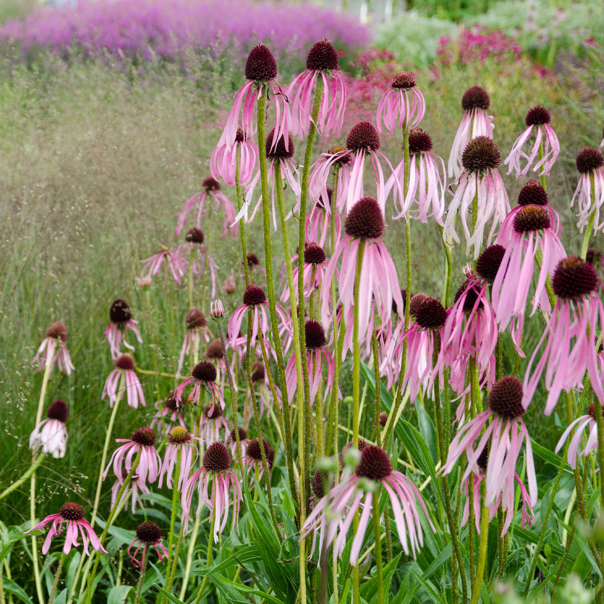 Echinacea pallida - Echinacée pâle - Plantes vivaces