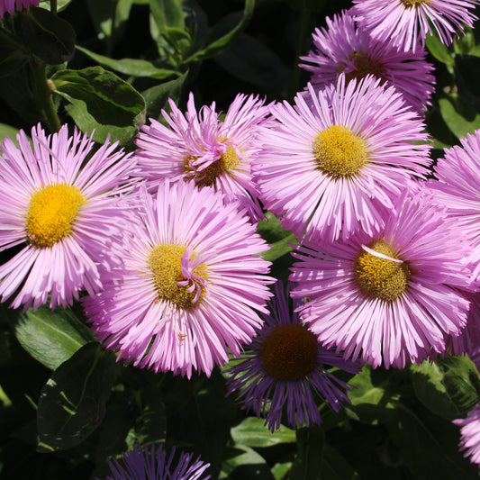 Vergerette Rosa Jewel - Erigeron - Bakker