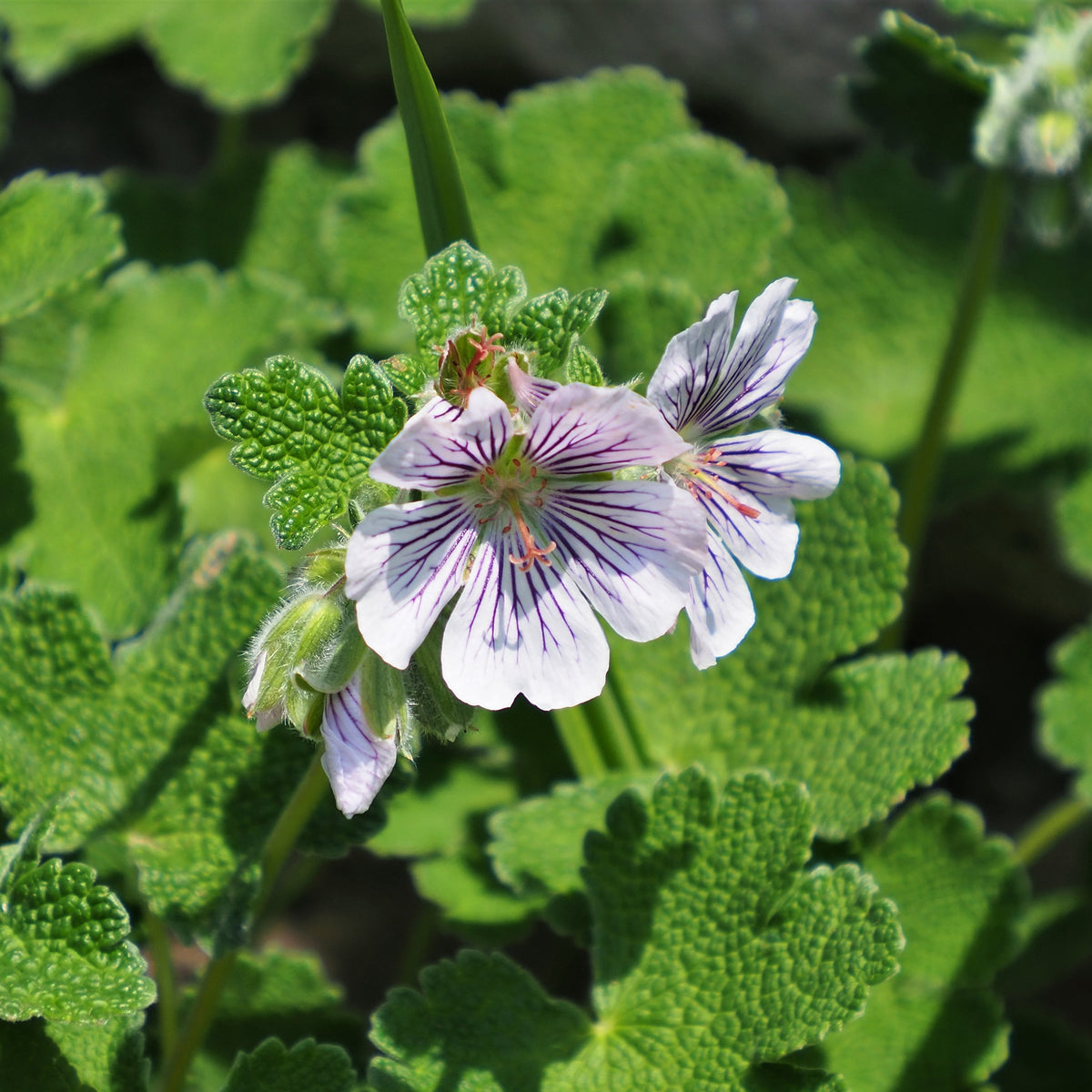 Géranium vivace à feuilles de crèpe