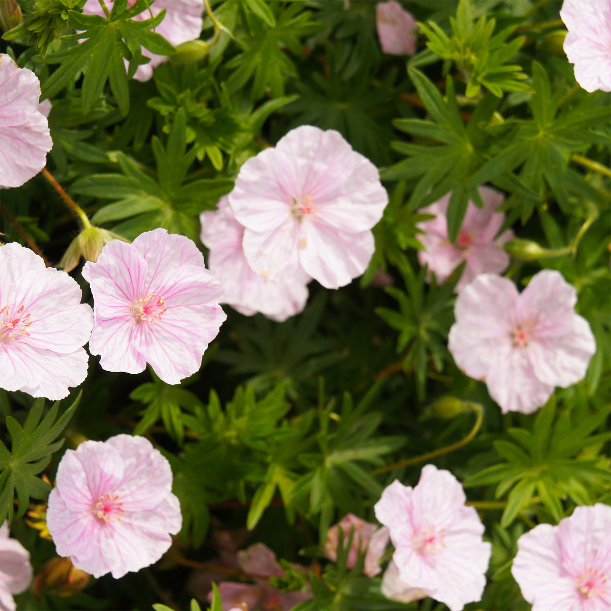 Géranium vivace sanguin strié - Bakker
