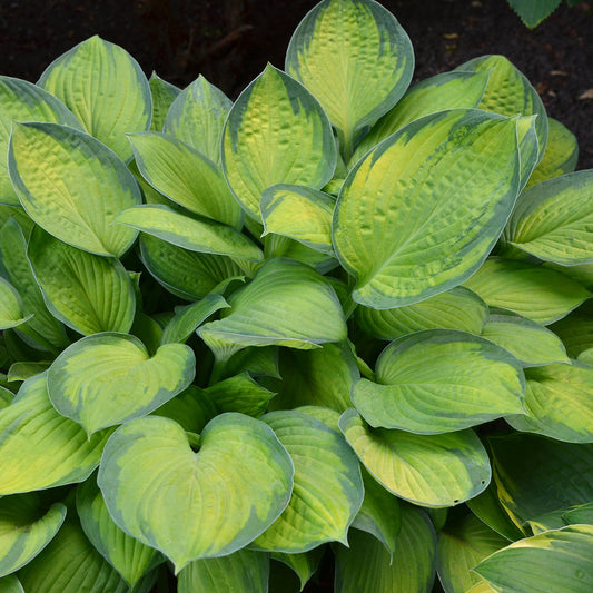 Hosta Guacamole - Bakker