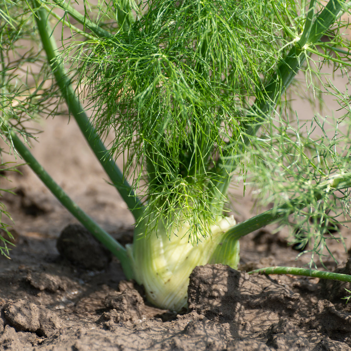 Foeniculum vulgare - Fenouil commun - Herbes Aromatiques