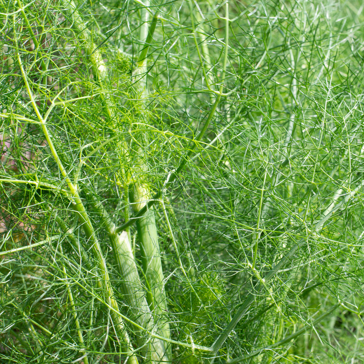 Herbes Aromatiques - Fenouil commun - Foeniculum vulgare
