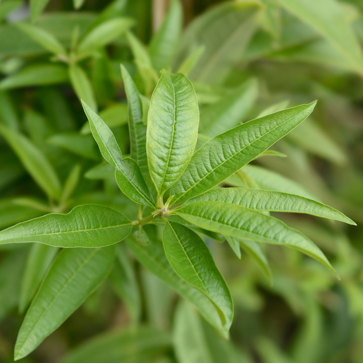 Aloysia citrodora - Verveine citronnelle - Verveine