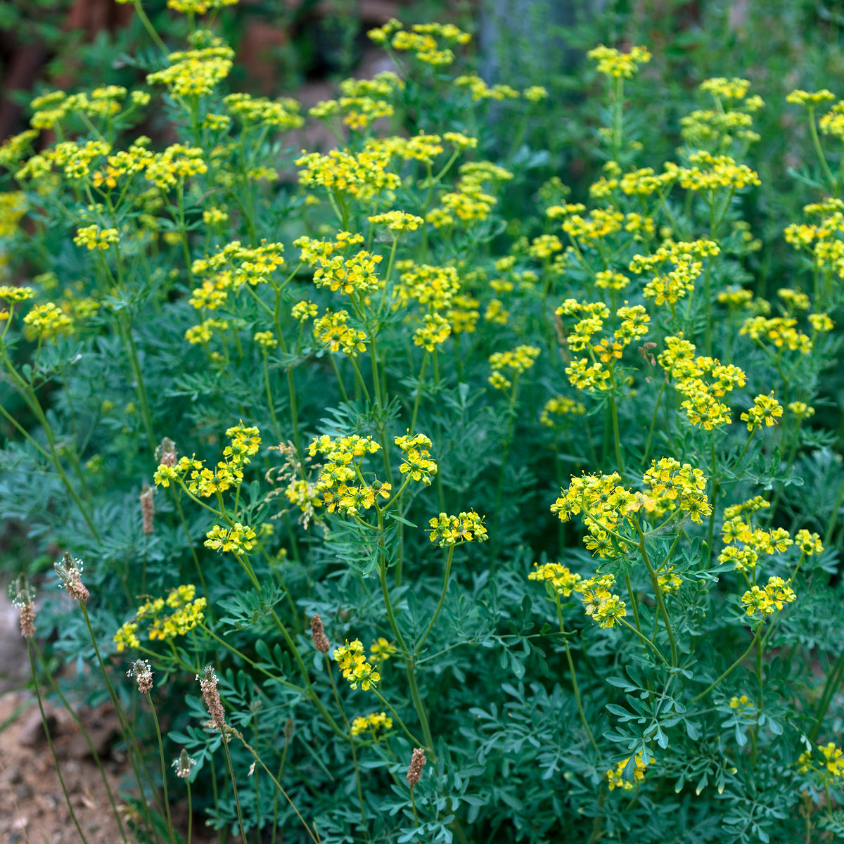 Ruta graveolens - Rue des Jardins - Plantes vivaces