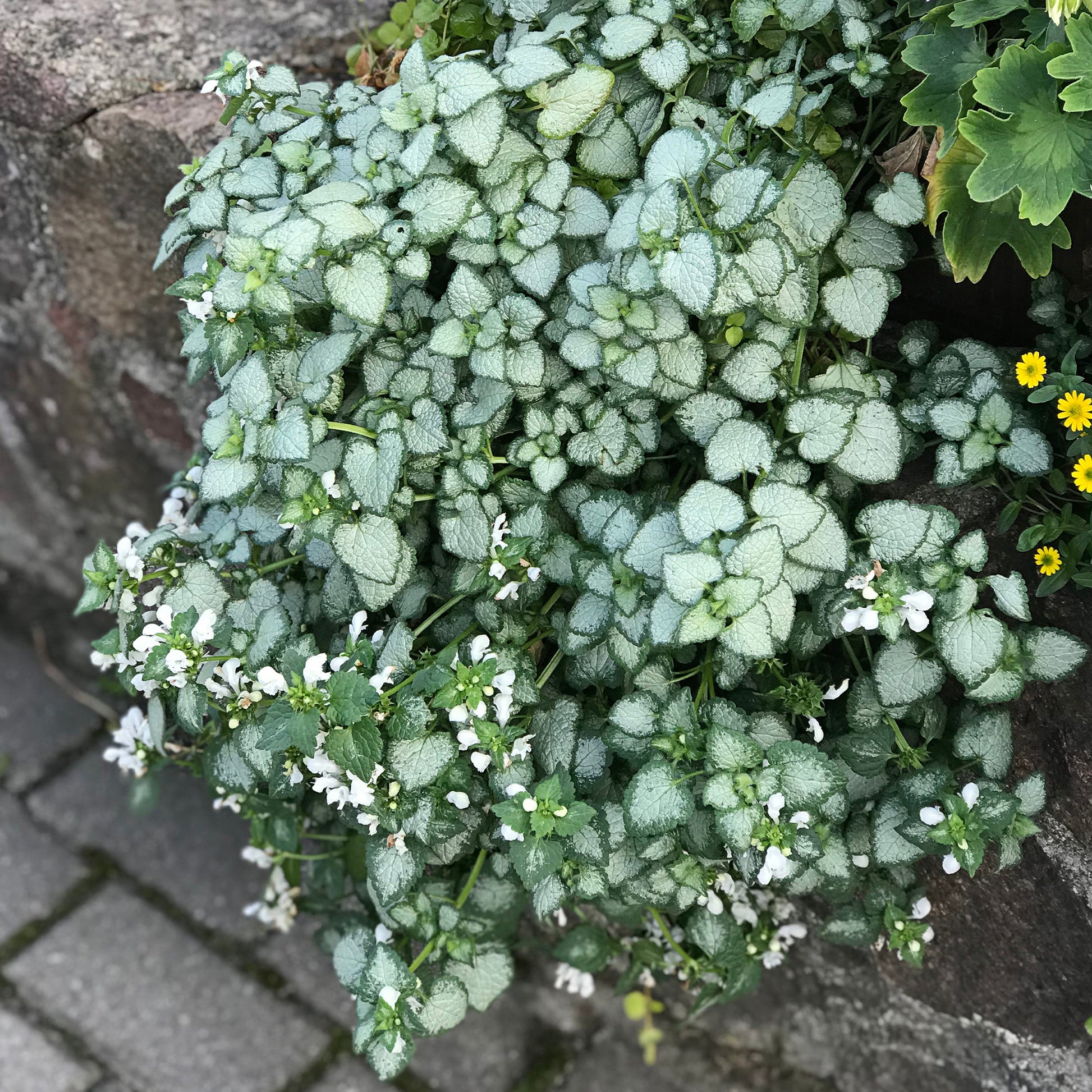 Lamium maculatum white nancy - Lamier maculé White Nancy - Lamier