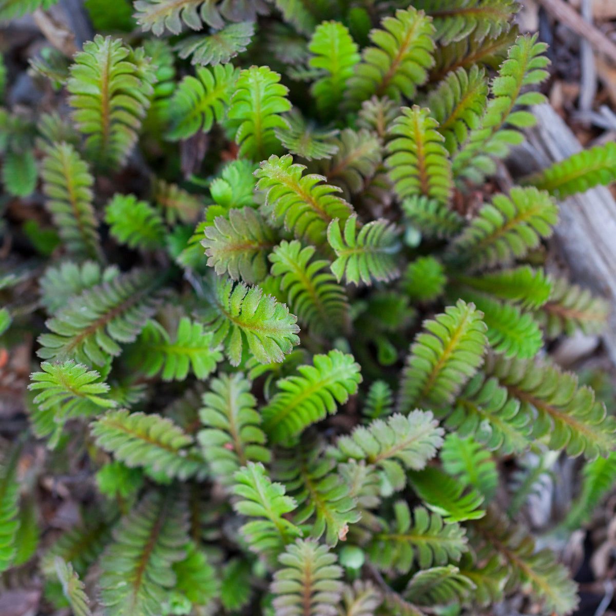 Cotule à bractées - Bakker