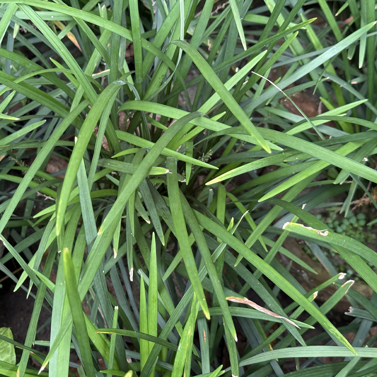 Liriope muscari evergreen giant - Liriope Evergreen Giant Faux-muscari géant persistant - Liriope