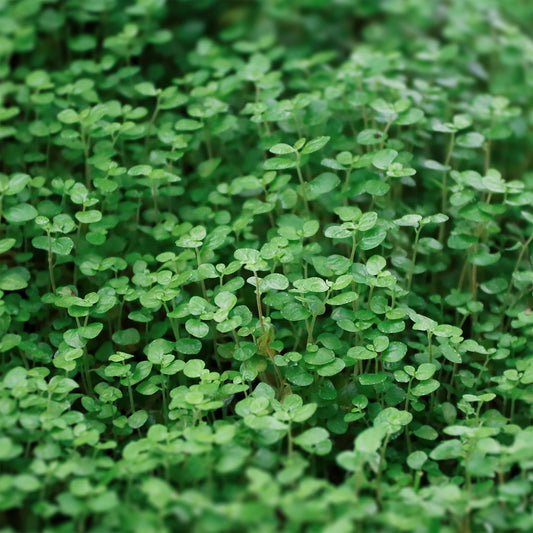 Menthe de Corse - Bakker