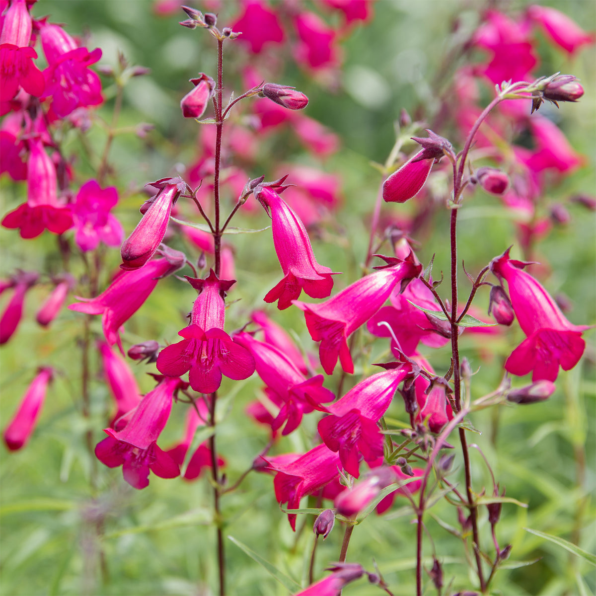 Galane - Galane Andenken an Friedrich Hahn - Penstemon - Penstemon Andenken an Friedrich Hahn