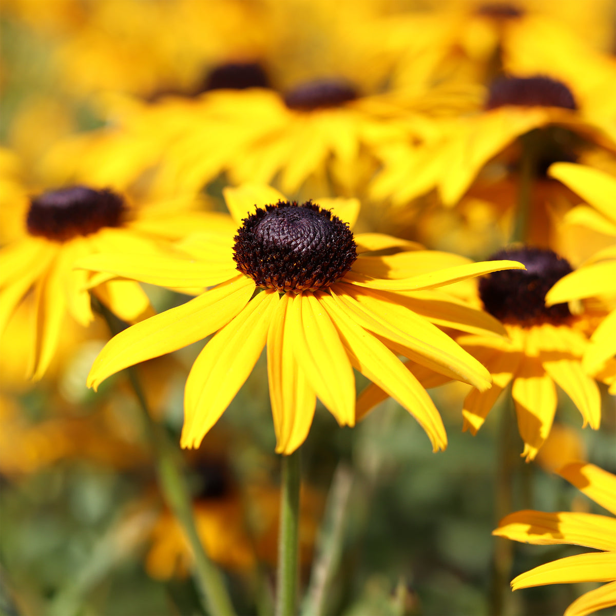 Rudbeckia Early Bird Gold - Rudbeckia fulgida Early Bird Gold - Bakker