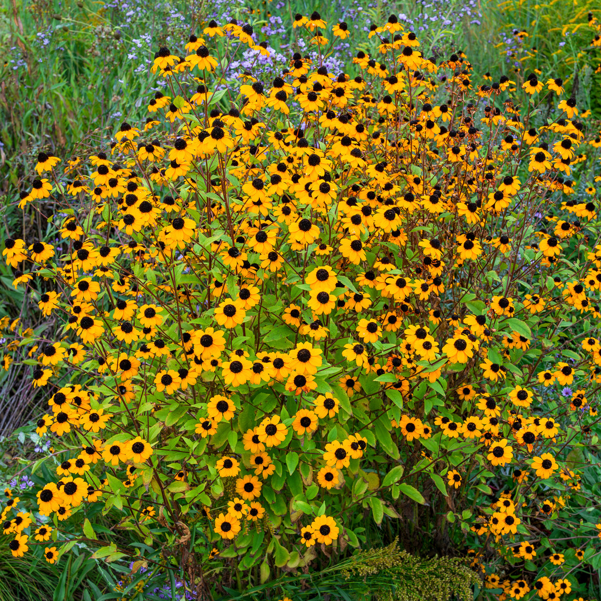 Rudbeckia trilobée - Bakker