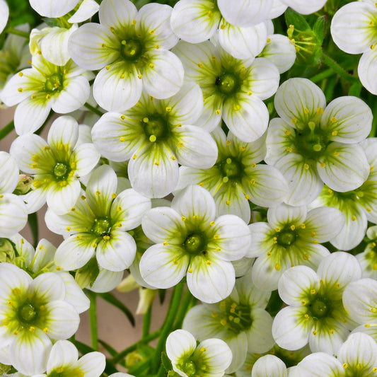 Saxifrage mousse Pixie White - Bakker