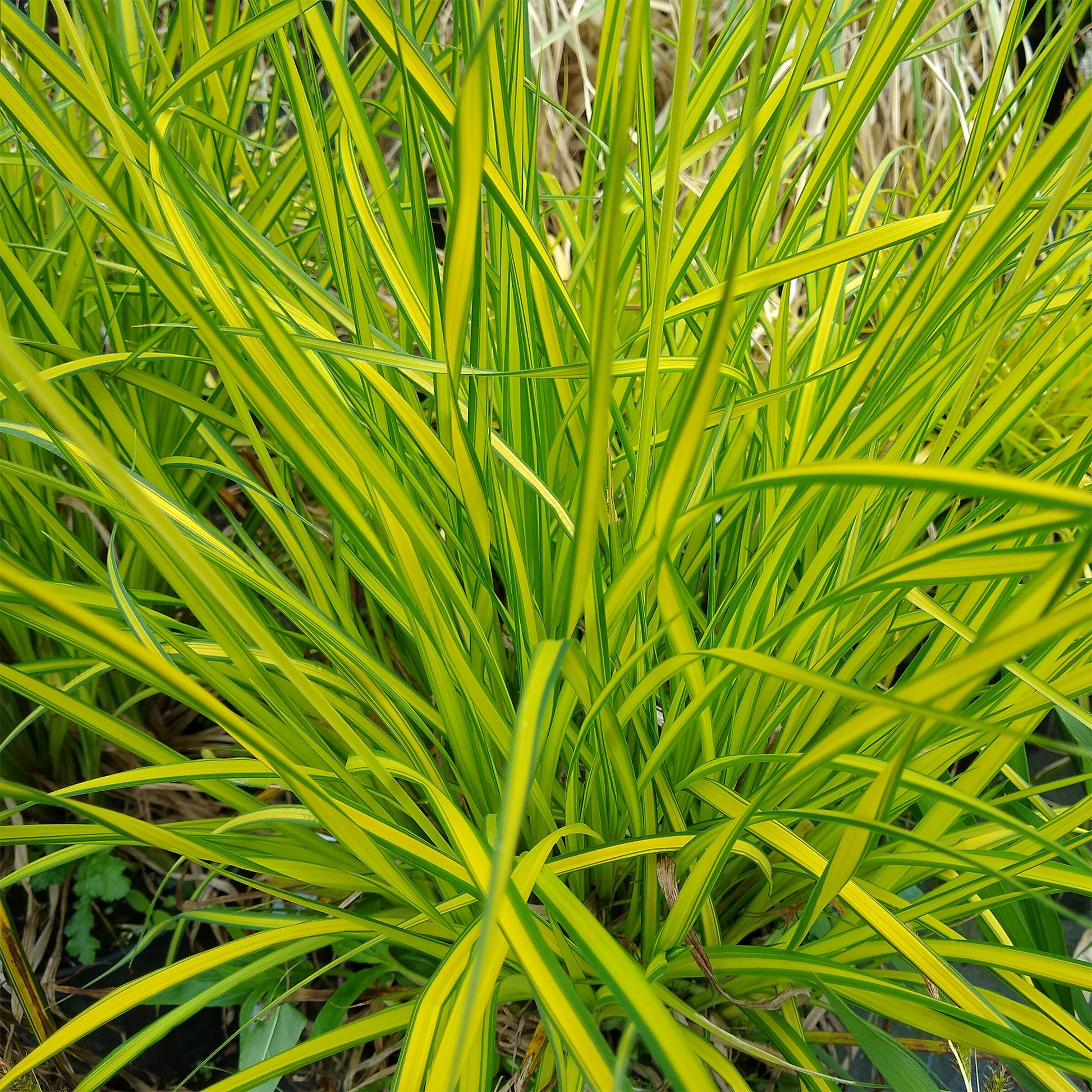 Laîche dorée - Carex Aurea - Bakker