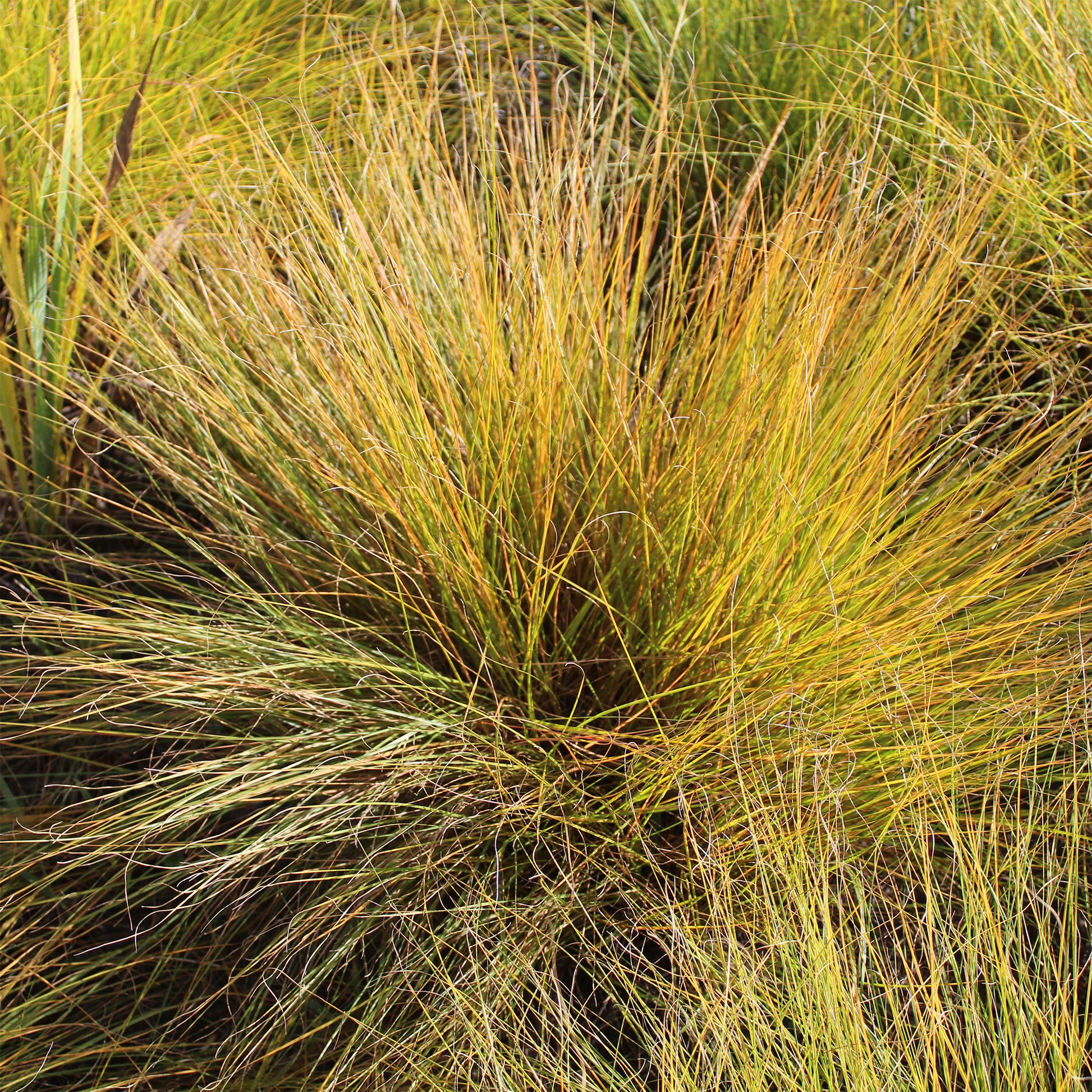 Sporobole à glumes inégales - Bakker