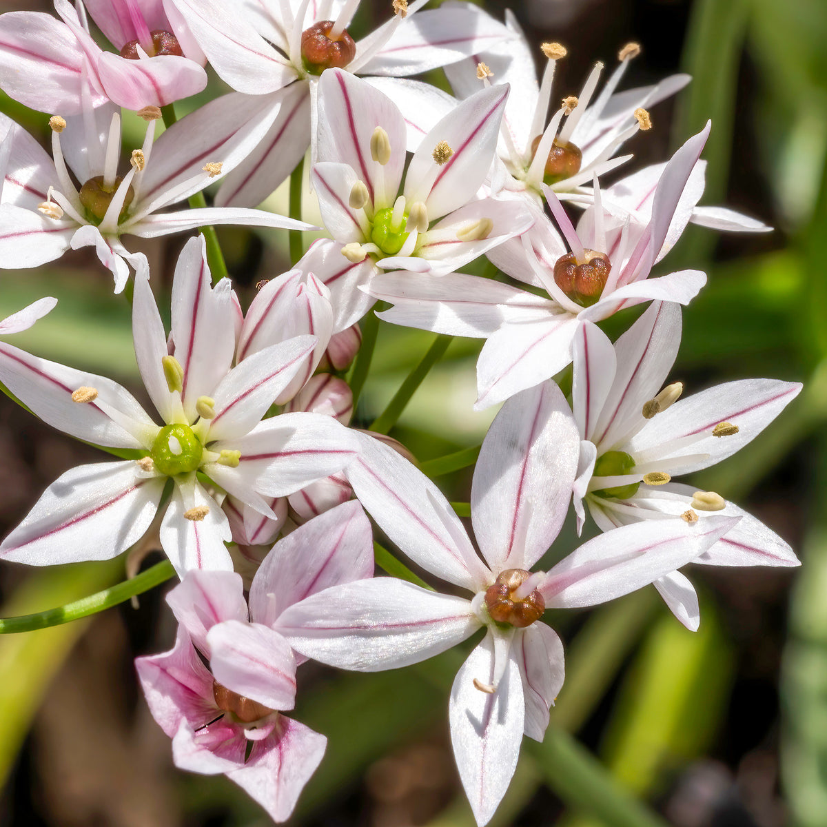 Tulipa ice cream, allium cameleon - Collection de 15 Tulipes Ice Cream et Alliums Caméléon - Bulbes de Tulipe