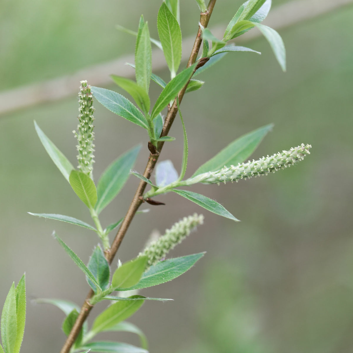 Saule - Osier brun - Salix triandra - Bakker