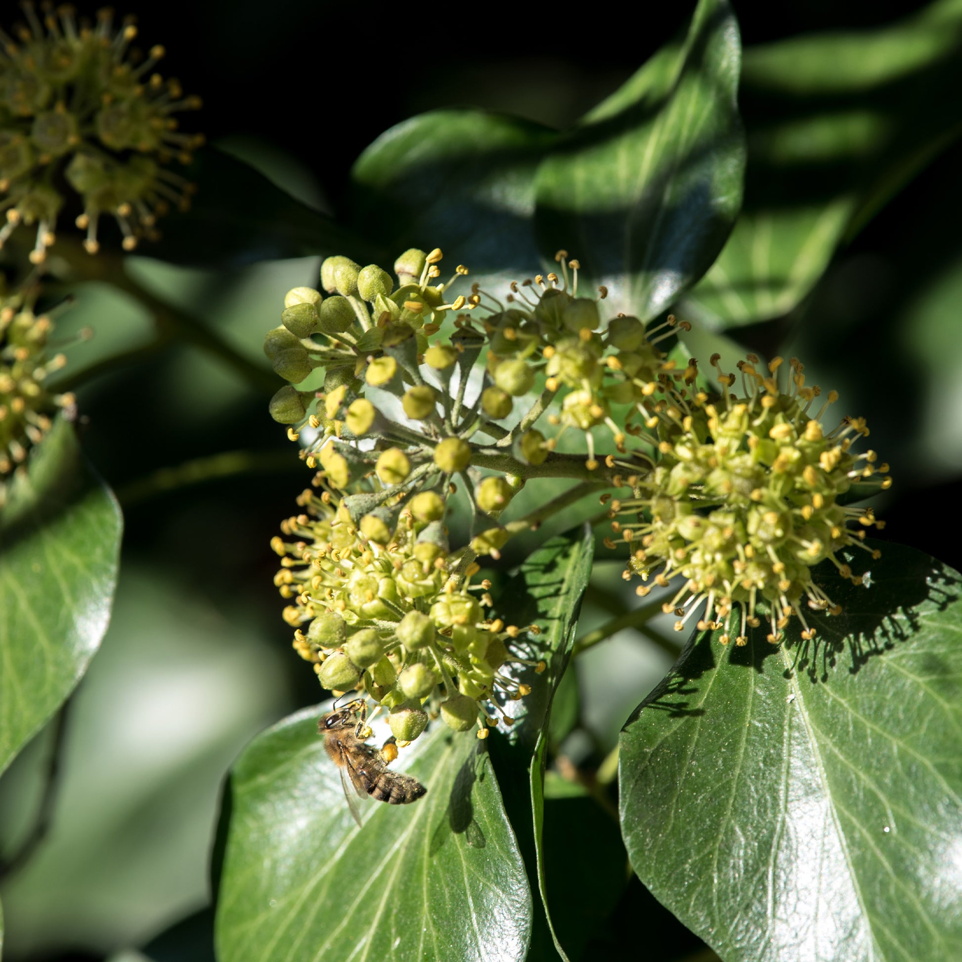 Hedera helix arborescens - Hedera helix Arborescens - Lierre arbustif - Lierre grimpant - Hedera