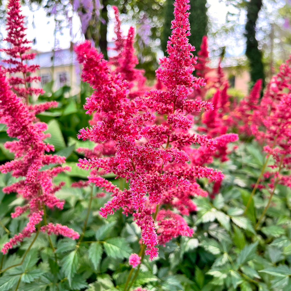 Astilbe d'Arends Fanal - Astilbe arendsii Fanal - Bakker