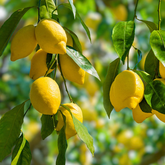 Citronnier - Citrus limon - Bakker