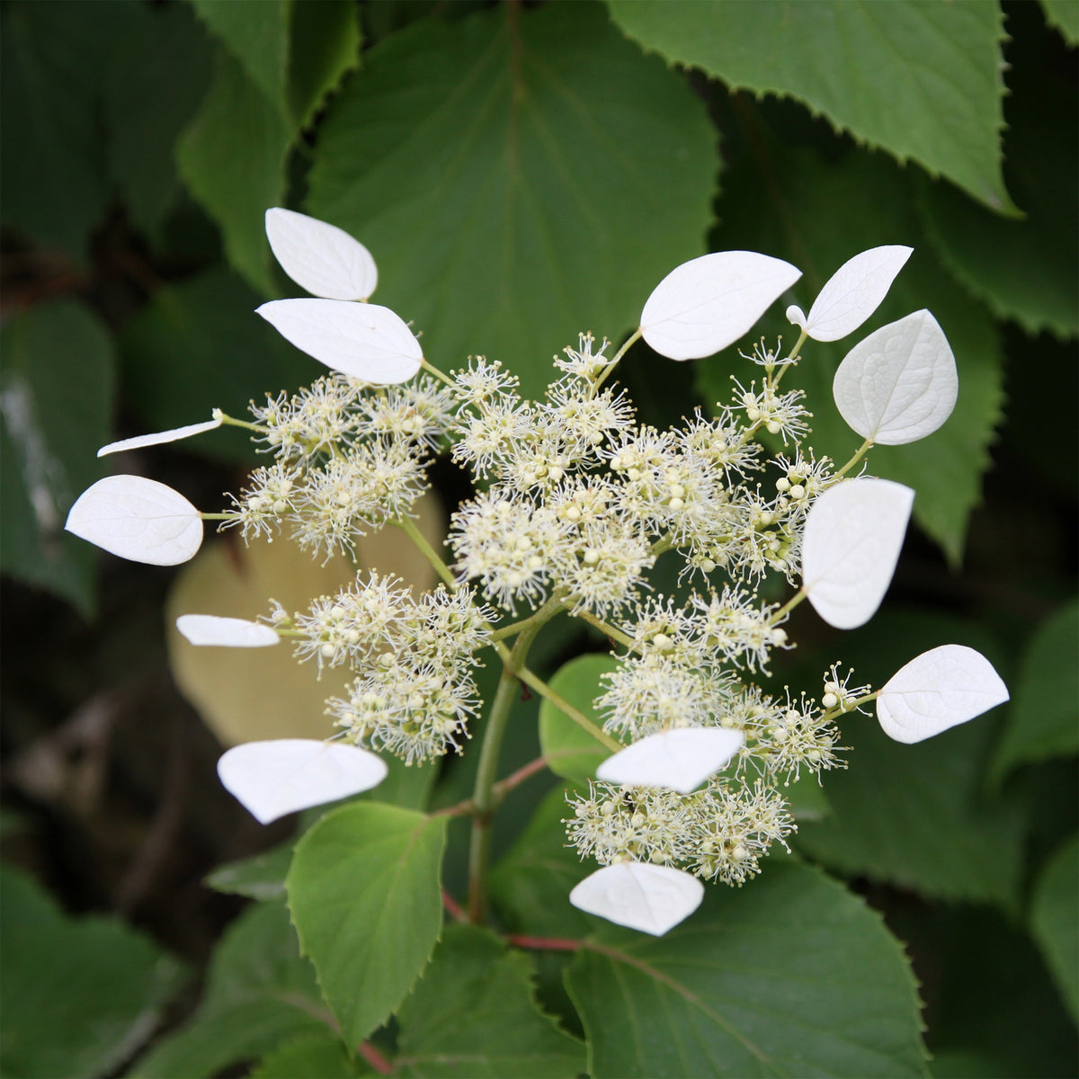 Hortensia grimpant - Hortensia grimpant du Japon - Schizophragma hydrangeoïdes
