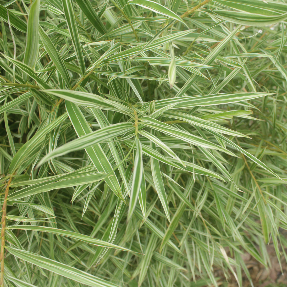 Pleioblastus fortunei variegata - Bambou nain panaché - Bambous - Bambuseae