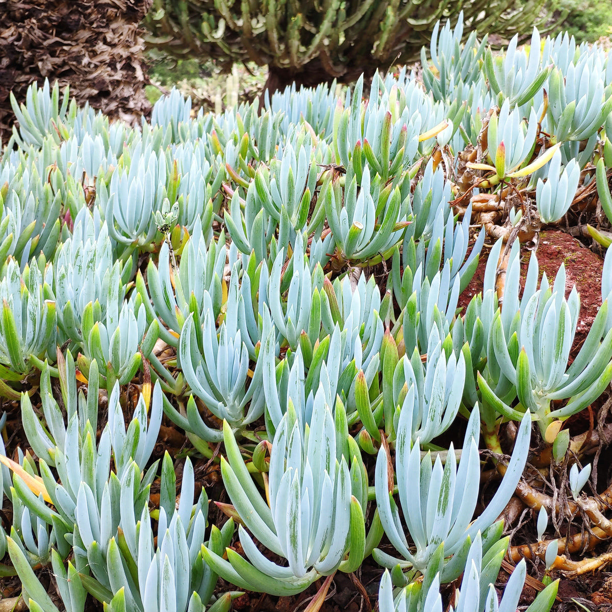 Seneçon - Senecio mandraliscae - Bakker