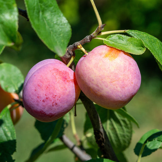 Prunier Victoria - Bakker