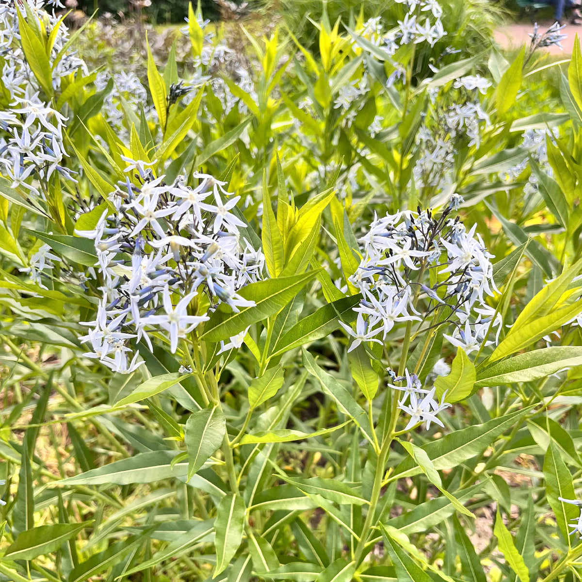 Étoile bleue à feuille de saule - Bakker