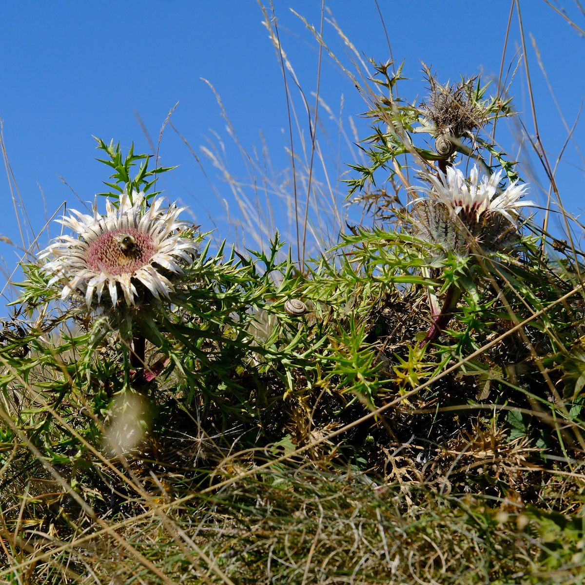 Vivaces sauvages - Carline acaule - Carlina acaulis subsp. simplex