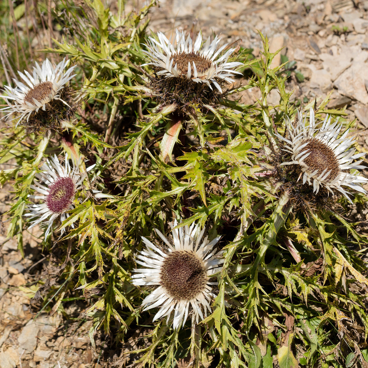 Vente Carline acaule - Carlina acaulis subsp. simplex