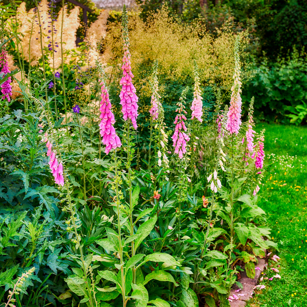 Digitale pourpre - Digitalis purpurea - Bakker