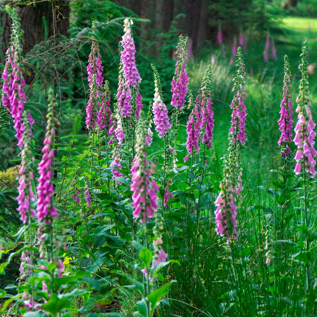 Digitalis purpurea - Digitale pourpre - Plantes mellifère
