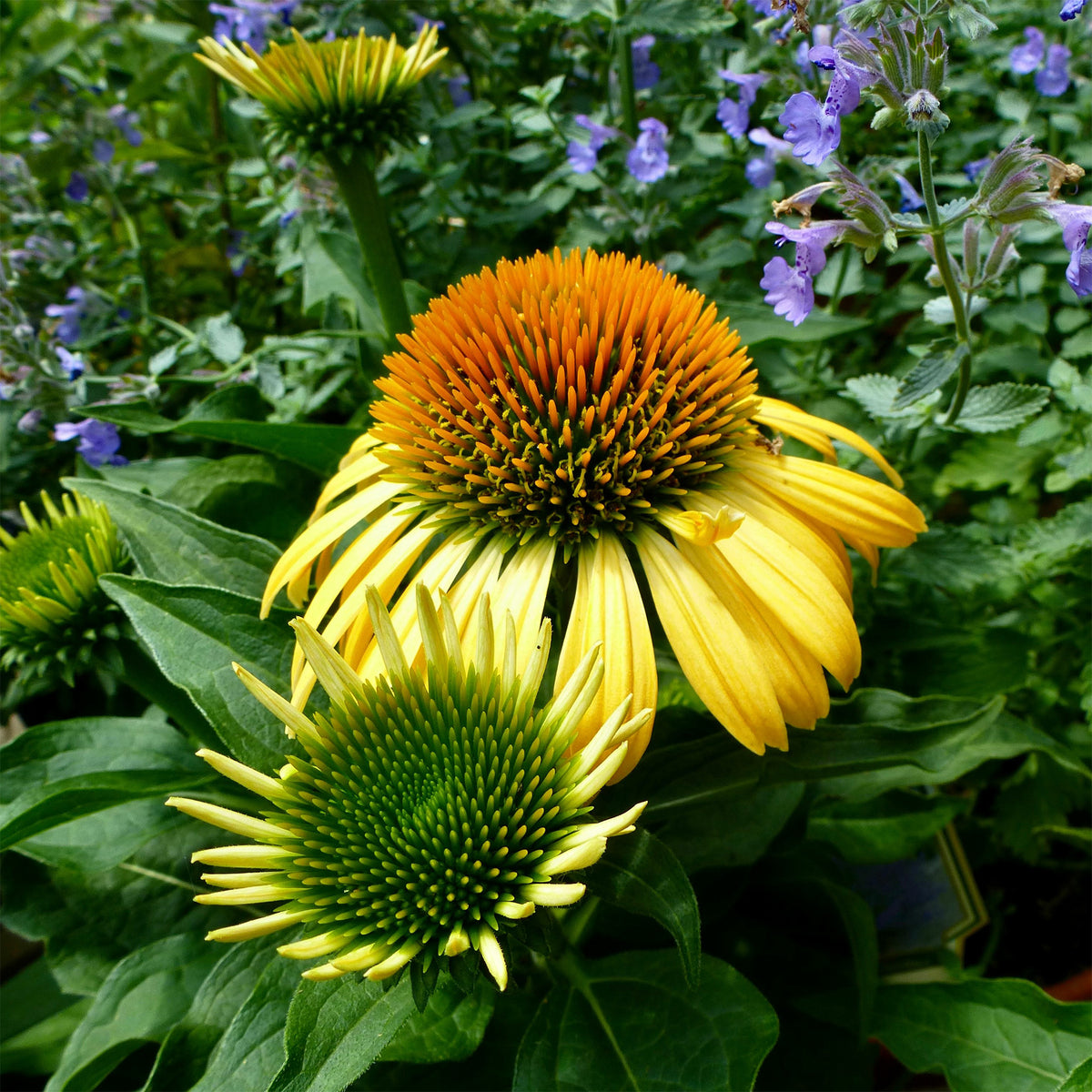 Échinacée pourpre Harvest Moon - Echinacea purpurea Harvest Moon - Bakker