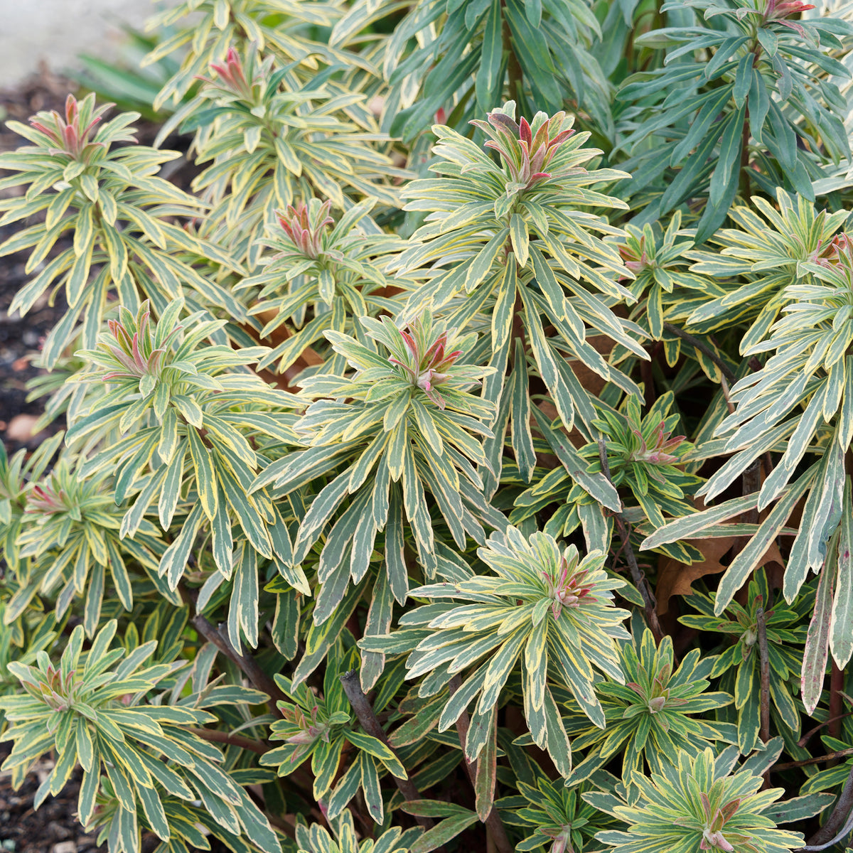 Euphorbe - Euphorbe de Martin Ascot Rainbow - Euphorbia ascot rainbow