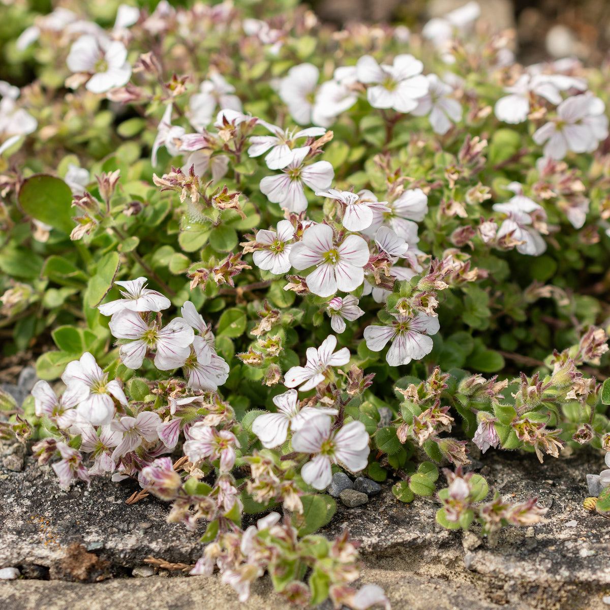 Gypsophile en coussin - Gypsophile - Bakker