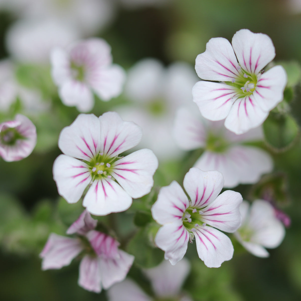 Gypsophile - Gypsophile en coussin - Gypsophila cerastioides