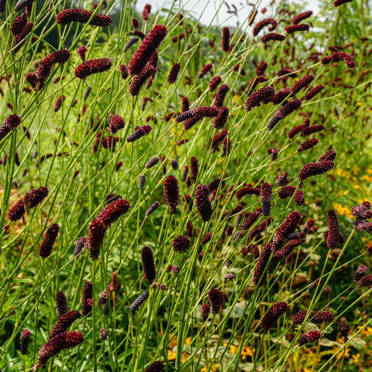 Vente Pimprenelle à fines feuilles pourpre - Sanguisorbe - Sanguisorba tenuifolia Purpurea